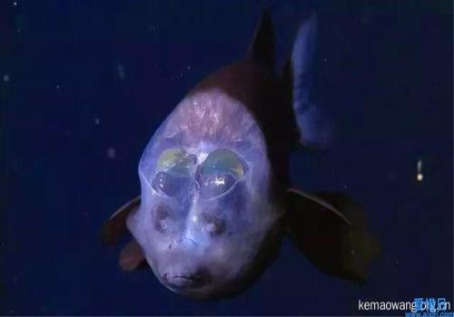 海洋中最恐怖的生物(十大怪异海洋生物)