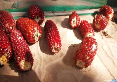 草莓玉米是转基因的吗(草莓玉米)