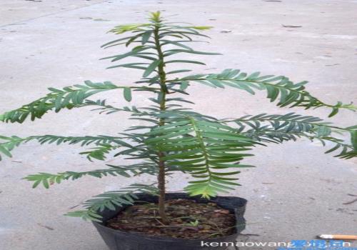 红豆杉多少钱一斤(红豆杉多少一公斤啊在市面上)