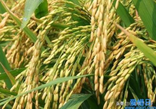 旱优73水稻种子每亩能产多少斤(旱优73水稻能自己留种吗)