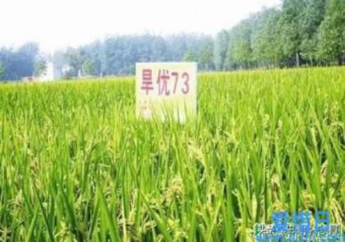 旱优73水稻种子每亩能产多少斤(旱优73水稻能自己留种吗)