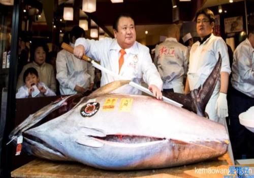 世界上最昂贵的鱼是什么鱼(世界上最昂贵的鱼苗)