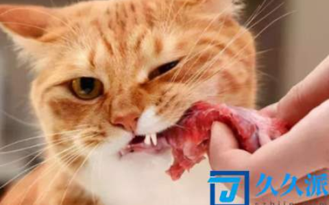 猫咪吃生肉怎么吃(猫咪吃生肉怎么解冻)