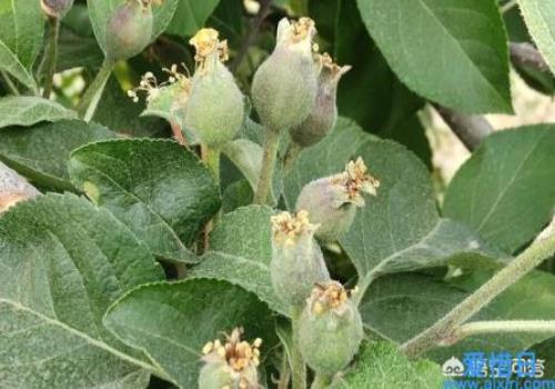 苹果树定果后可以施高氮水溶肥吗(含氮的肥料可以促进果树开花结果吗)