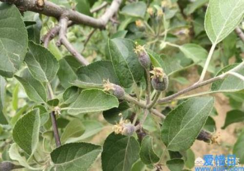 苹果树定果后可以施高氮水溶肥吗(含氮的肥料可以促进果树开花结果吗)