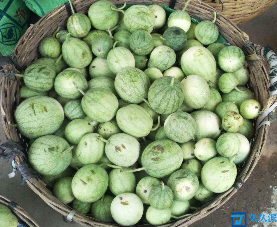 红瓜子多少钱一斤(一斤红多少钱)