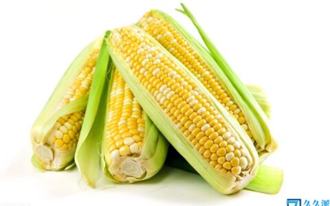 干玉米多少钱一斤(一斤玉米多少钱)