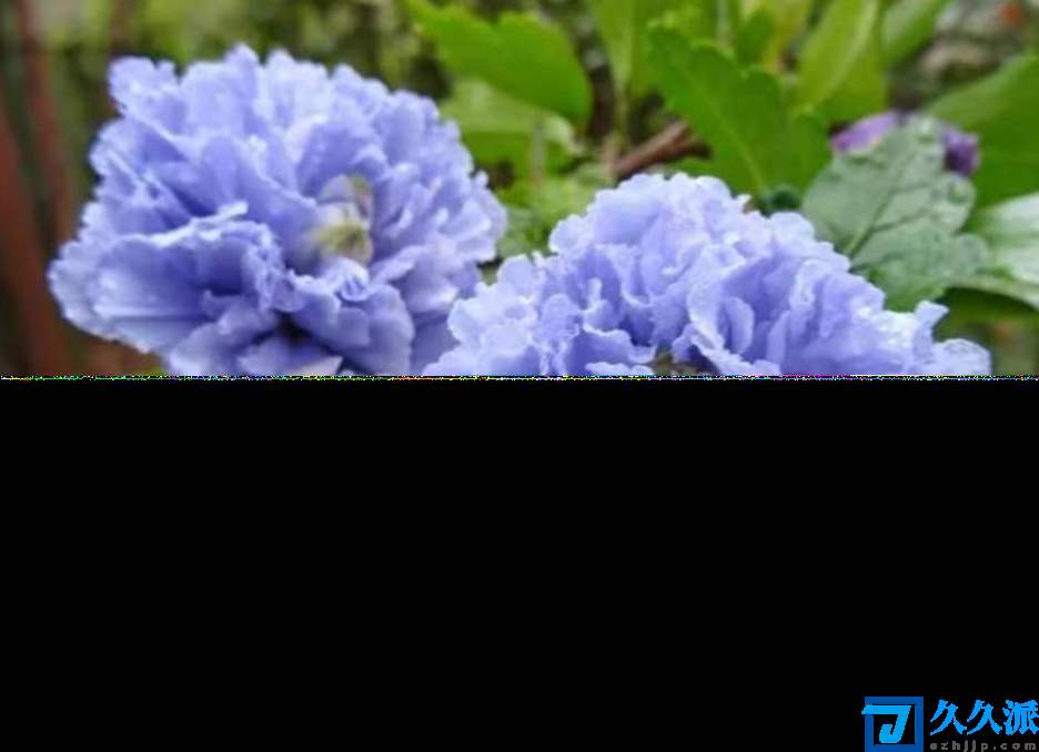 冰蓝色的花(蓝色的花有哪些)