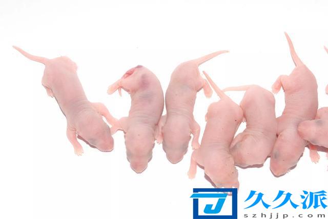 老鼠三吱儿，江湖名菜“三叫”，是真的生吃刚生下来的小老鼠吗