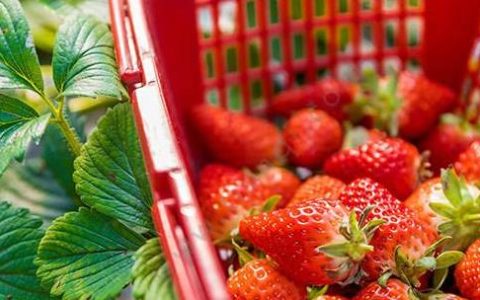 以色列农民种出全球最重草莓(以色列一颗289克草莓破纪录)
